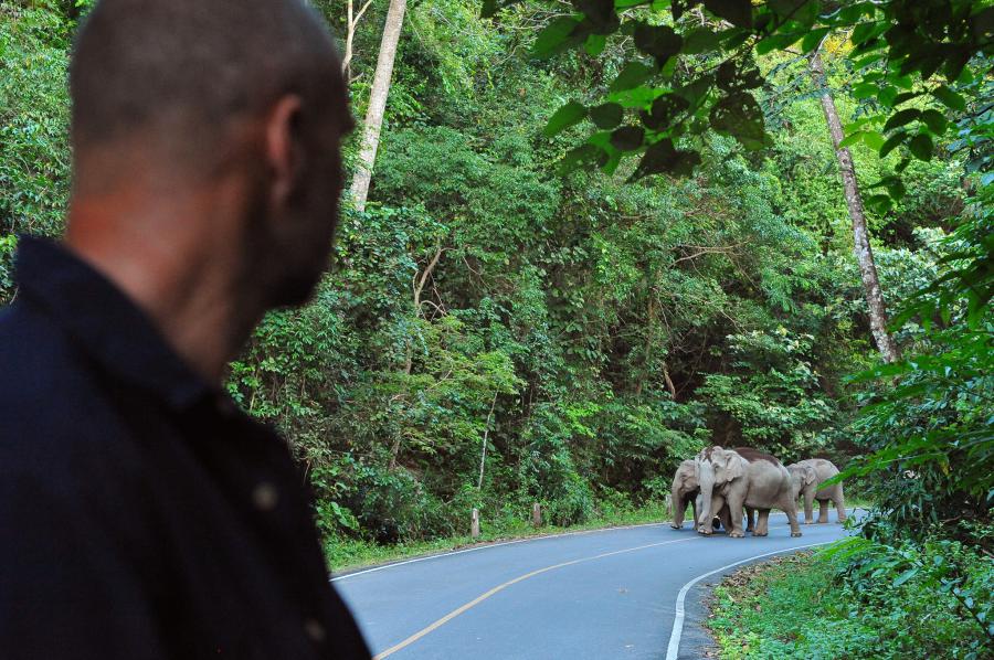Asian elephants on the road
