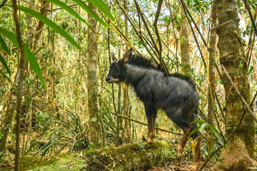 Indochinese serow, sometimes seen at Khao Khiao viewpoint area