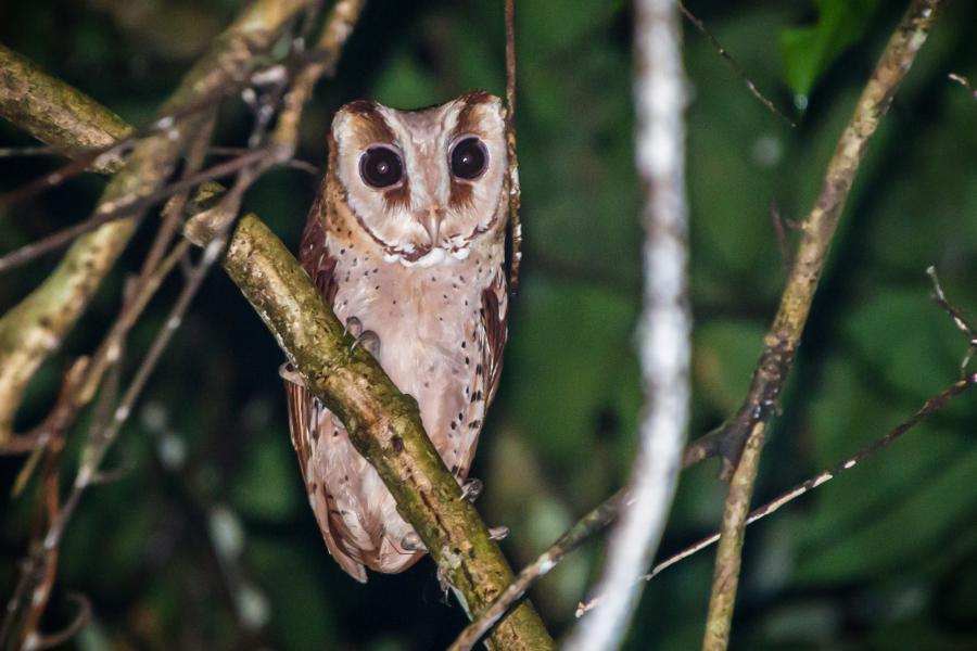 Oriental bay owl