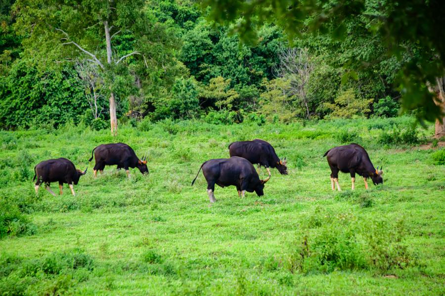 Gaurs at Kui Buri National Park elephant observatory site