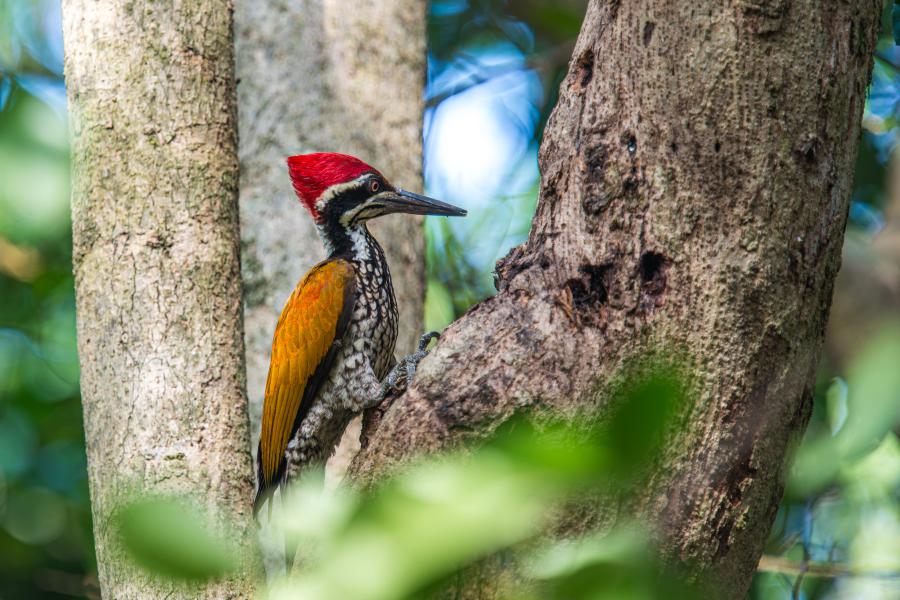 Greater flameback