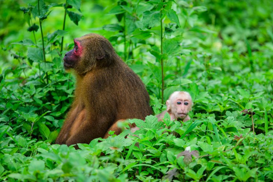 A female staump-tailed macaque with a juvenile