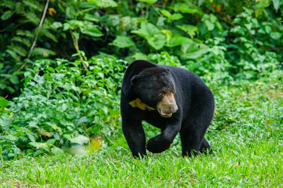 Sunbears tends to show up next to both restaurants inside the park