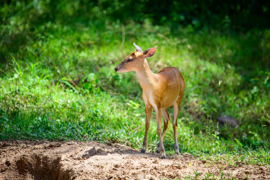 A barking deer at one of the roadside saltlicks
