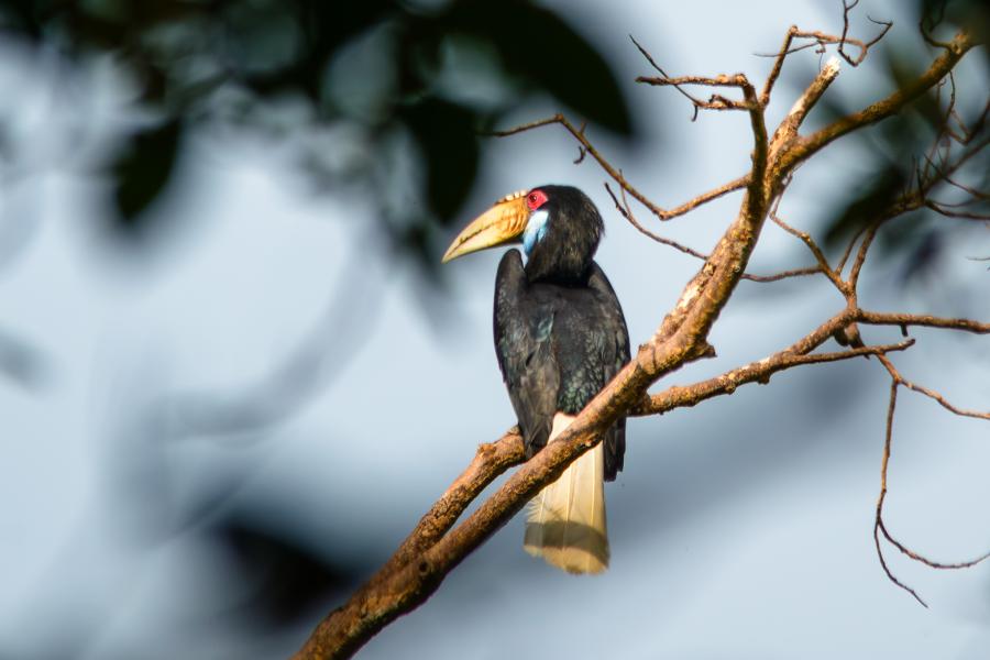 Wreathed hornbill