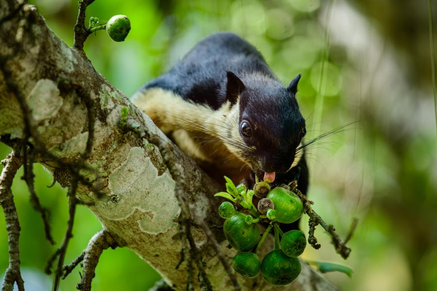 Black giant squirrel