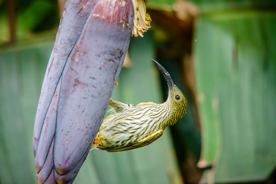 Streaked spiderhunter, Arachnothera magna - Phanoen Thung