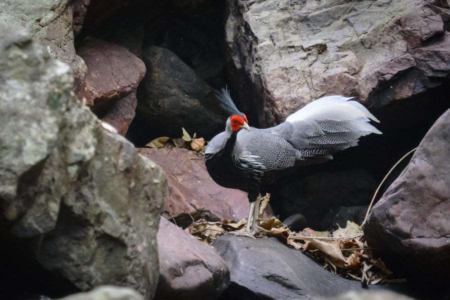 Kalij pheasant, Lophura leucomelanos - Kaeng Krachan National Park