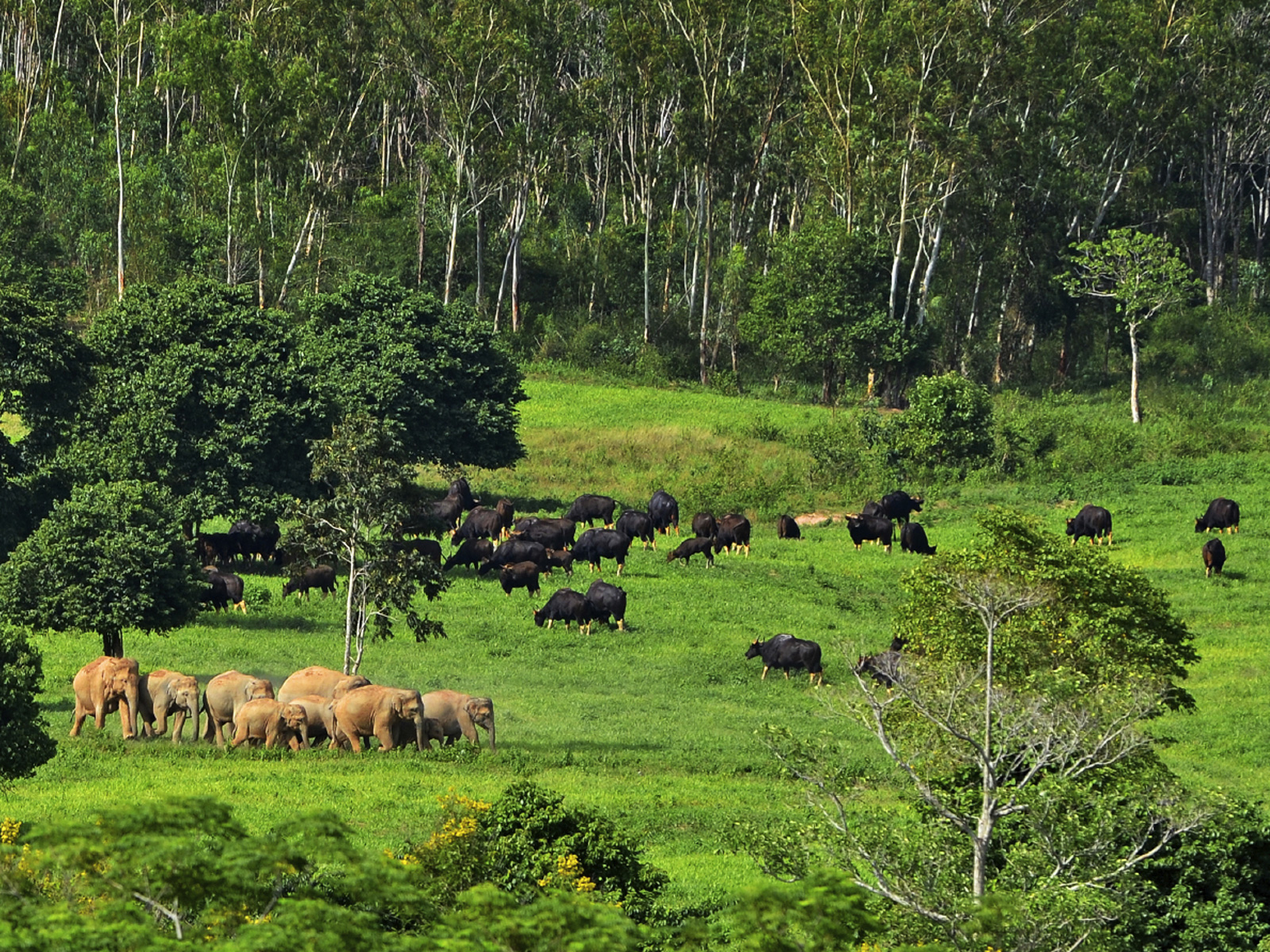 Kui Buri elephant safari | half day