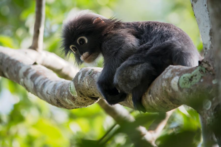 Dusky leaf monkey at Ban Krang