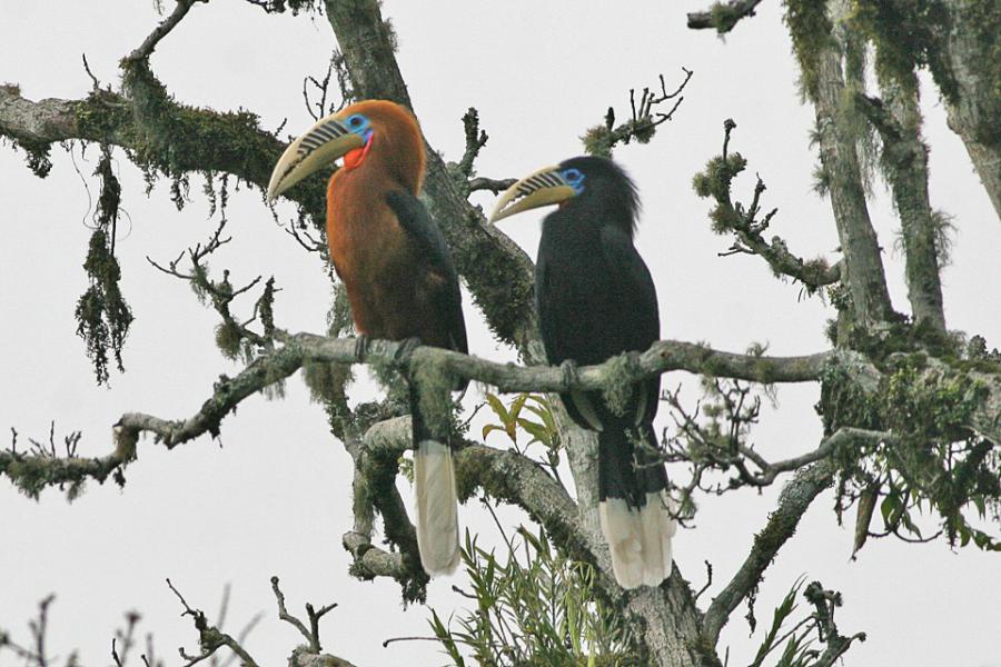 Rufous-necked hornbills from Mae Wong