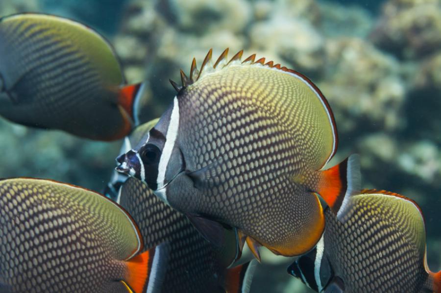 Redtail butterflyfish
