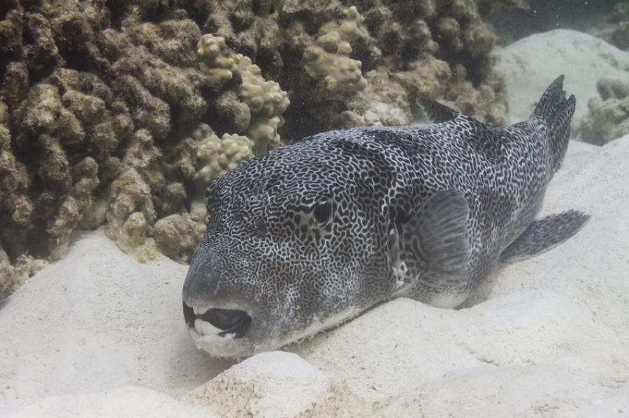 A star pufferfish