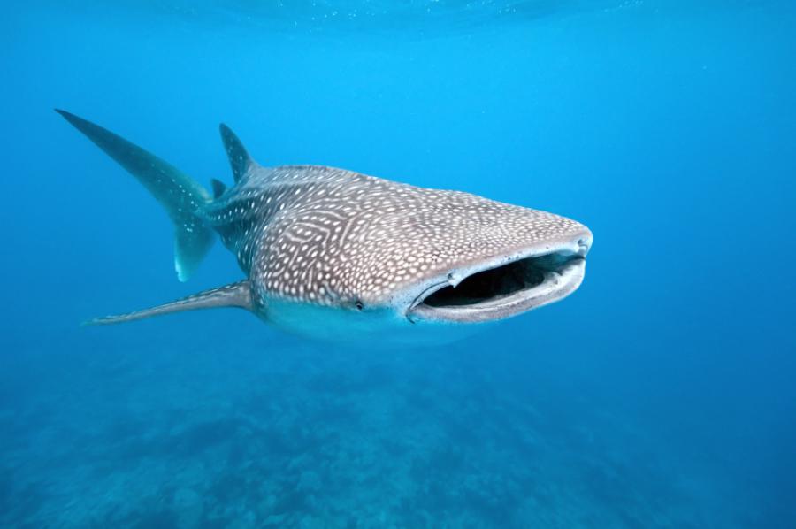 Rare sighting, but whale sharks do visit Surin Islands from time to time