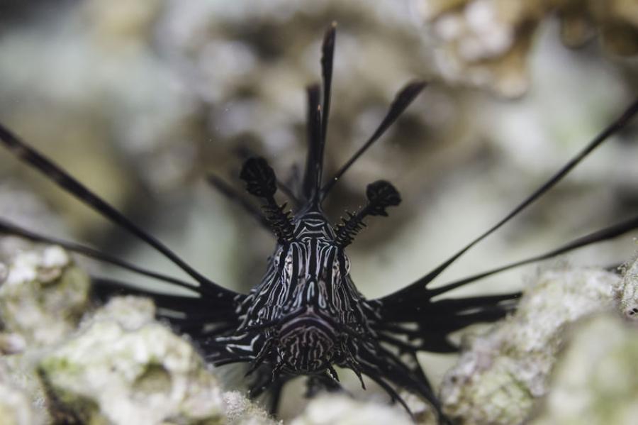 Black volitan lionfish from Surin Islands