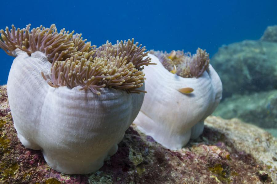 Sea anemone from the islands