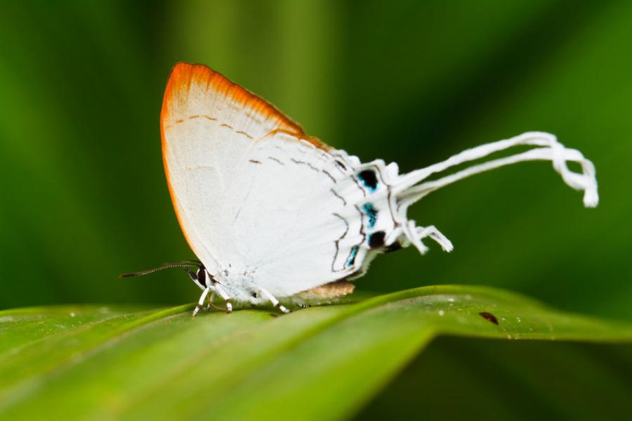Cherita freja, Common Imperial from Pang Sida National Park
