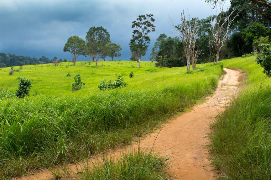 Khao Yai grasslands