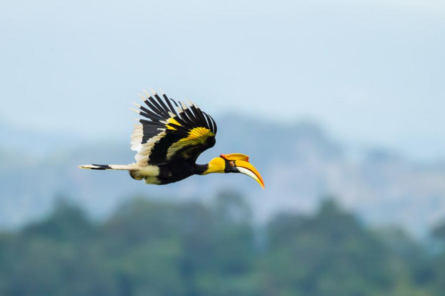 Great hornbills are quite common in Khao Yai National Park and can be seen almost daily around the headquarters area.