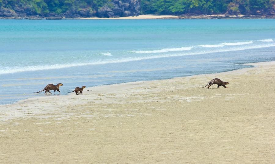 Otter family on the beach