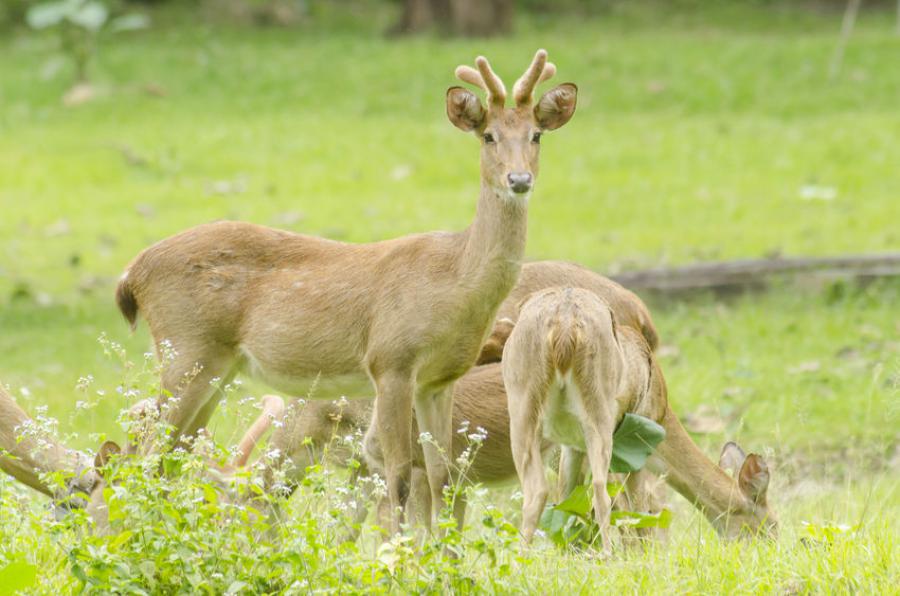 Eld's Deer