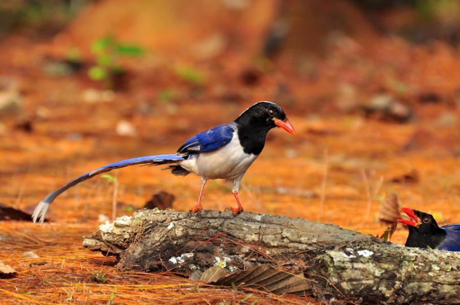 Red-billed blue magpie