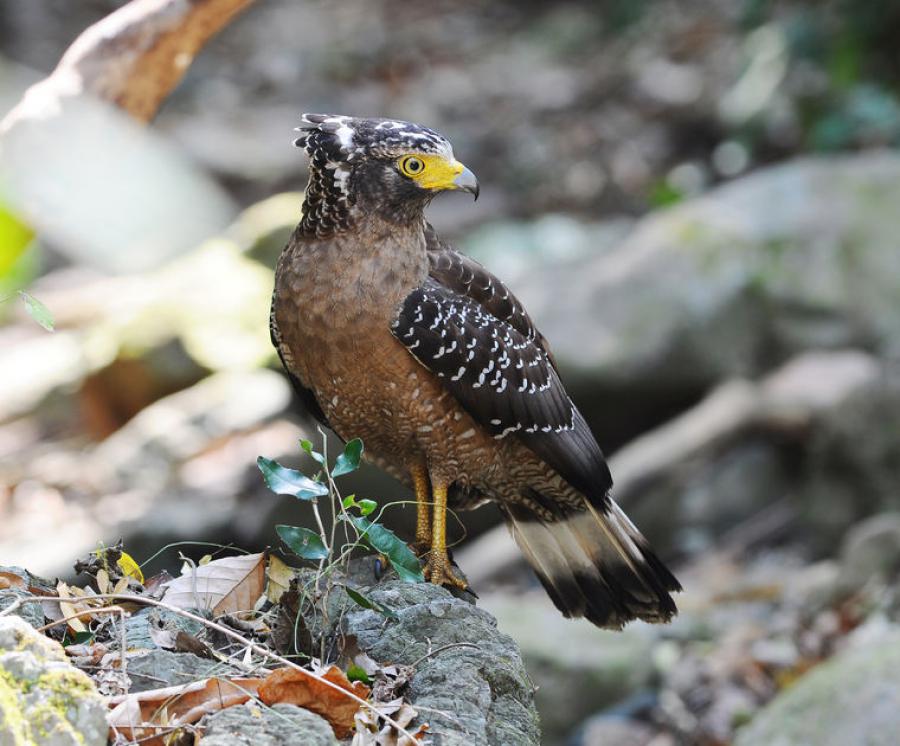 Crested serpent eagle