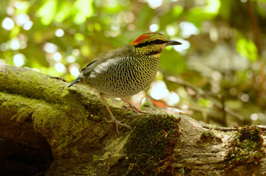 Blue pitta (female)