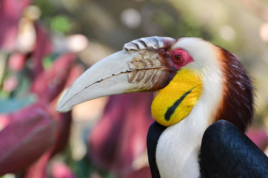 Wreathed hornbill
