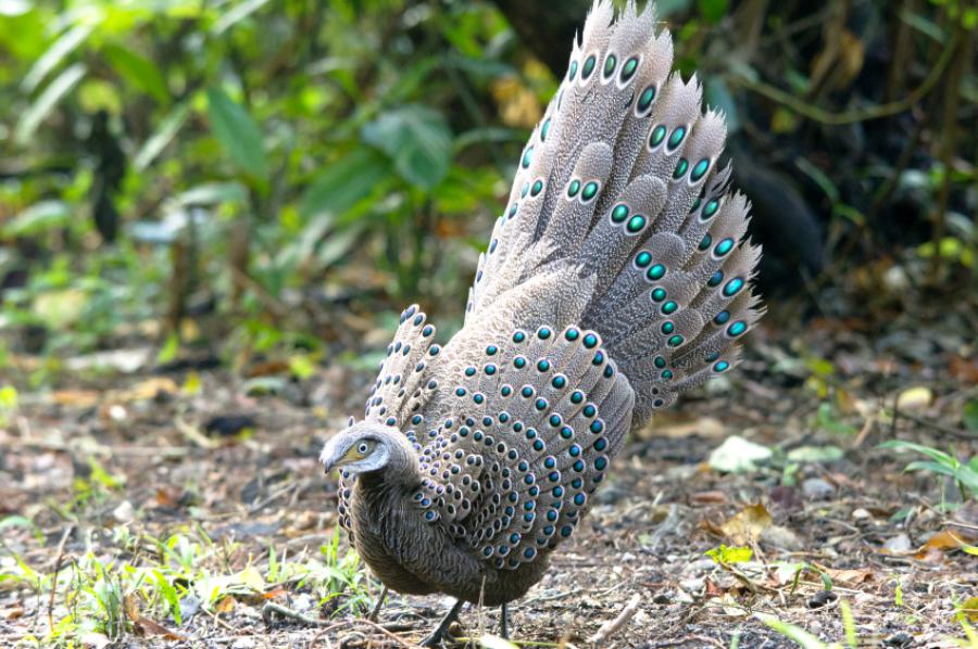 Grey peacock-pheasant