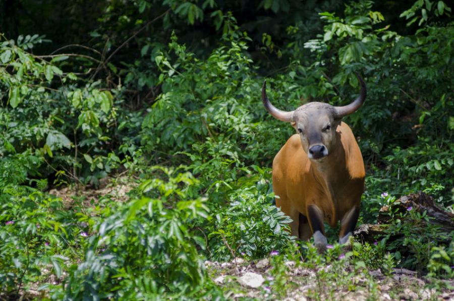 Banteng