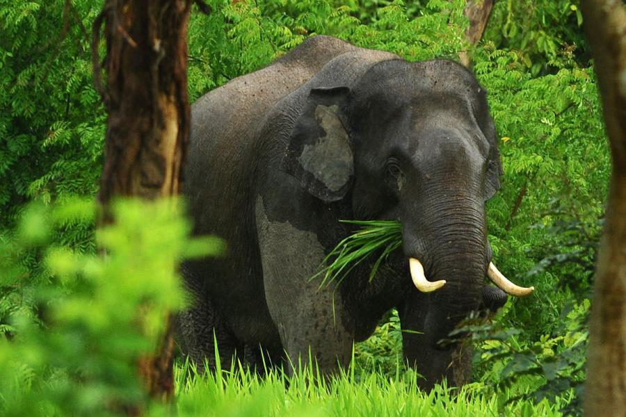 Elephant bull in Kui Buri National Park
