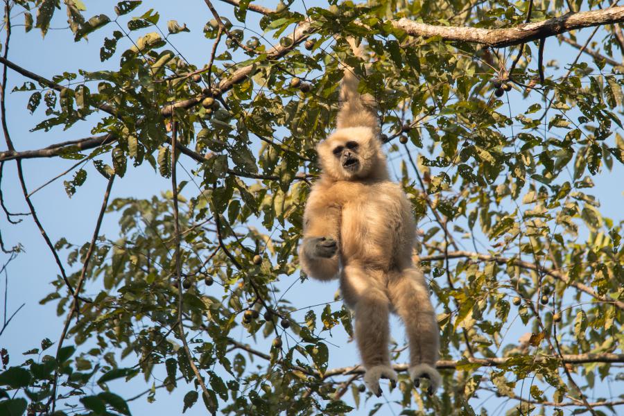 White-handed gibbons, pileated gibbons and hybrids of both species are common in the park