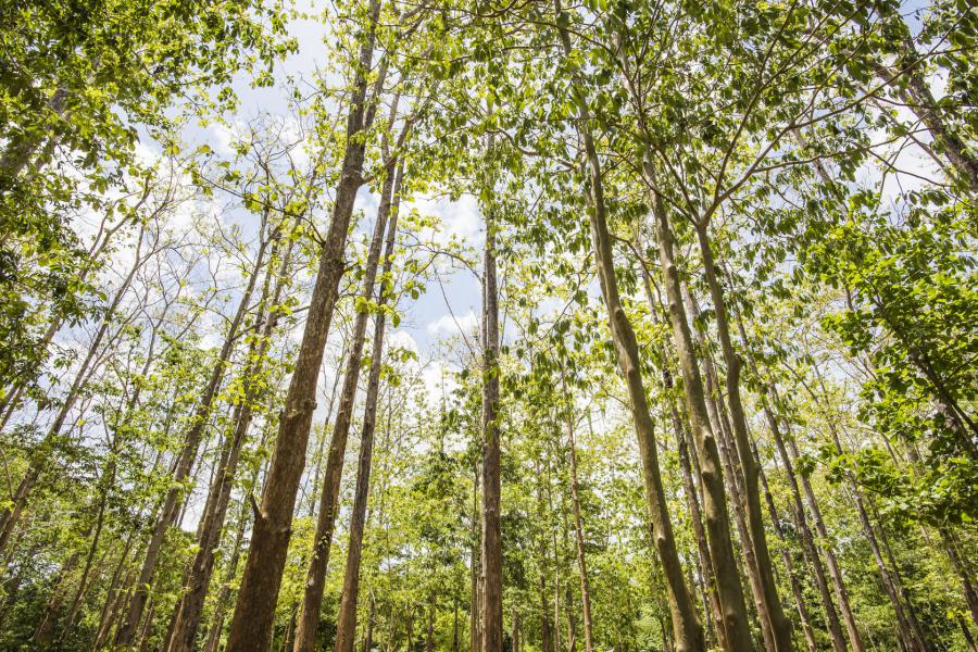 Mixed deciduous forests of Sai Yok National Park