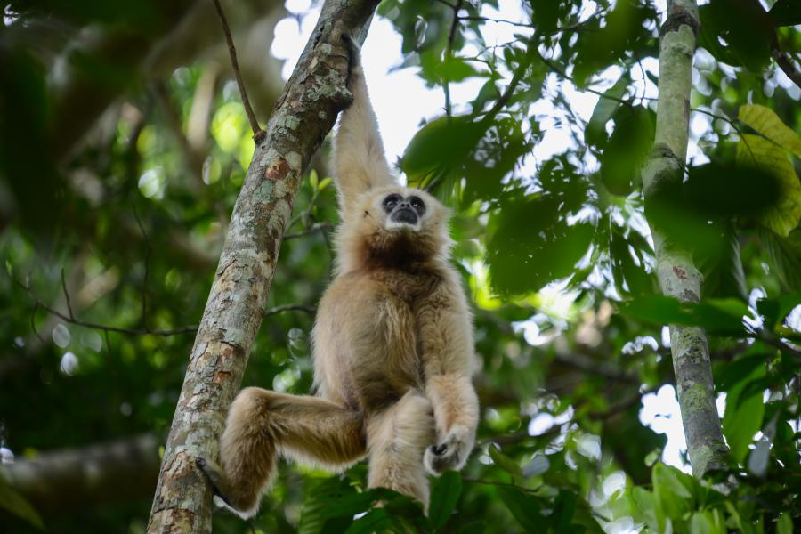 Gibbons seen often in the park, can easily be located by following their magical calls