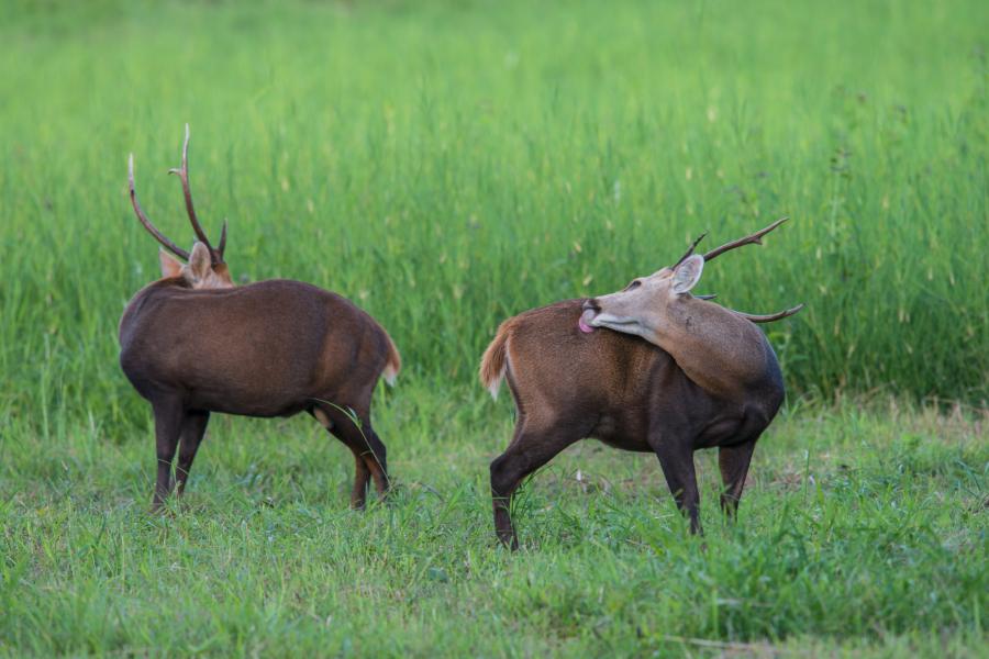 Hog deer are the most common mammals, found daily at the grasslands