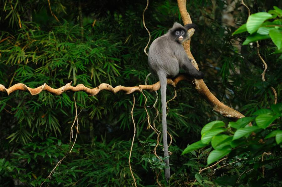 Indochinese grey langur (Trachypithecus crepusculus) are a rare species found in few spots in Thailand