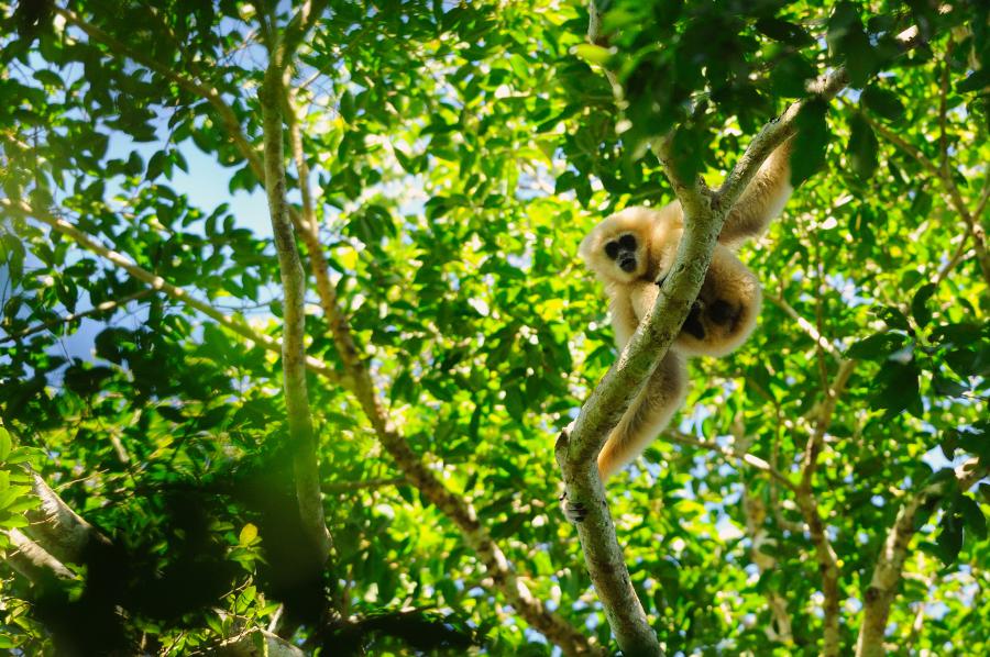 White-handed gibbon