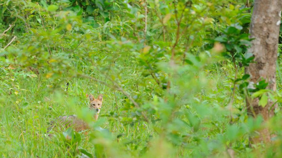 Golden jackals are very common around the headquarters