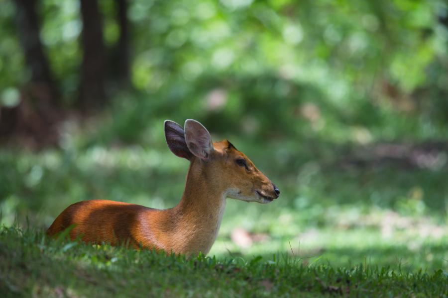 Barking deer