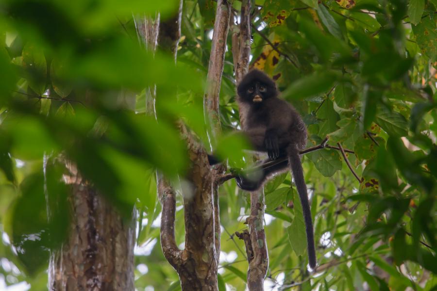 Banded surilis (Presbytis femoralis) are relatively common around the campsite. Not to be mistaken to the common langurs around the country