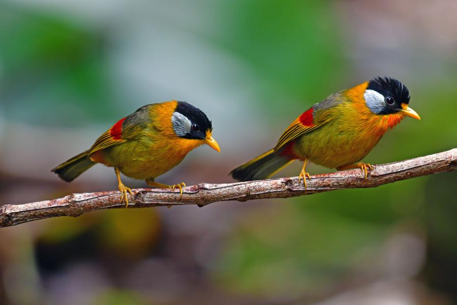 Silver-eared mesias in Doi Phu Kha National Park
