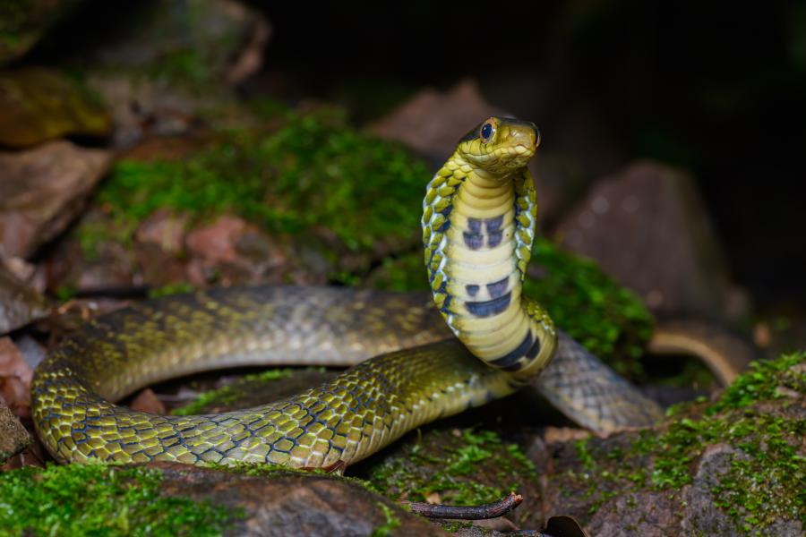 A Large-eyed bamboo snake (Pseudoxenodon macrops) from Doi Phu Kha National Park