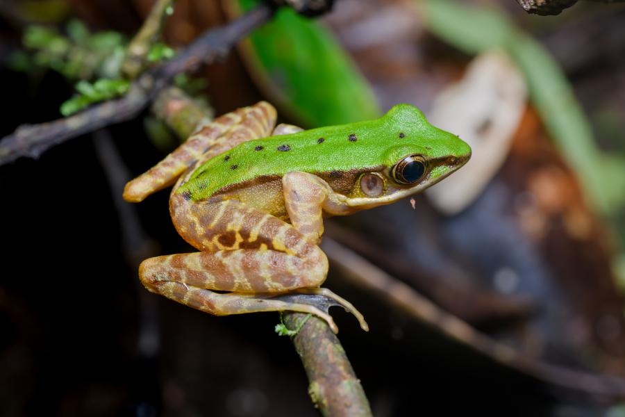 Green odorous frog (Odorrana chloronota) from Doi Phu Kha National Park