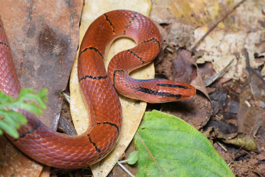 A Red bamboo rat snake (Oreocryptophis porphyraceus) from Doi Phu Kha National Park