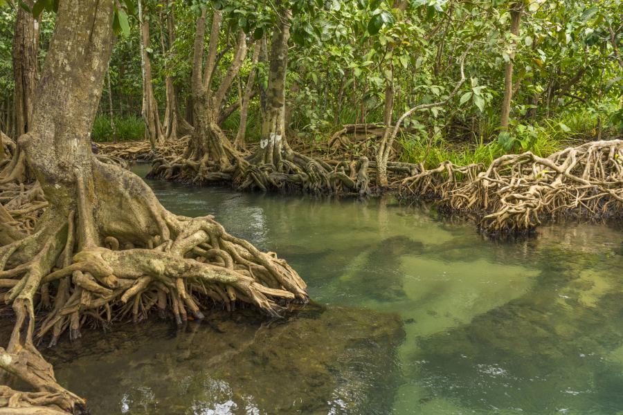 The creek