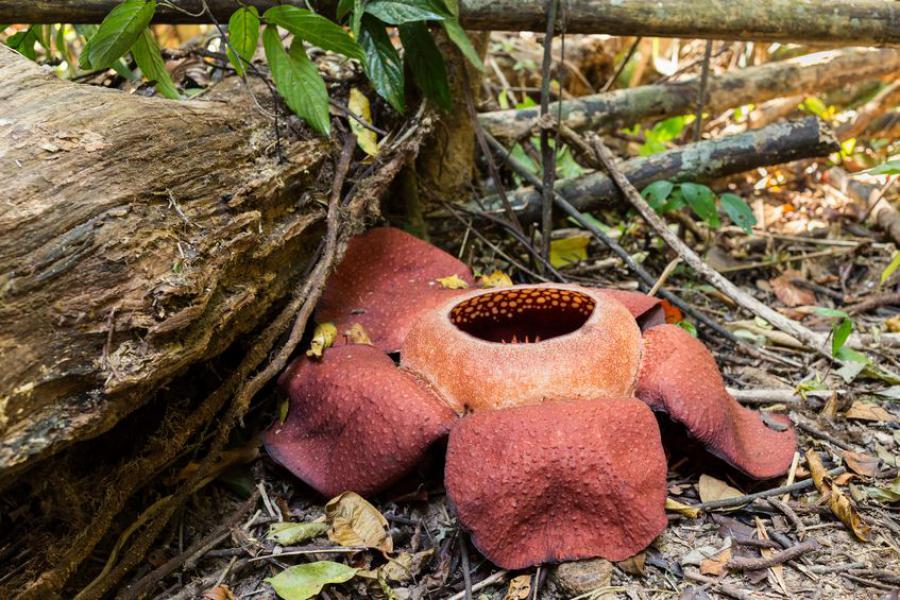 Rafflesia kerrii along one of the trails