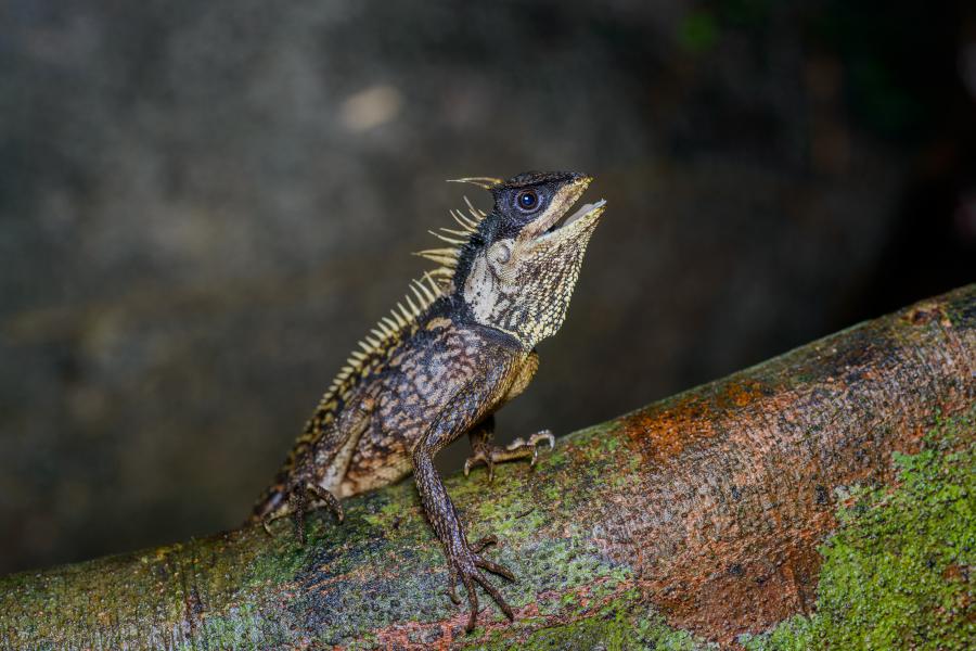 Acanthosaura phuketensis, a lizard species, found frequently in the park