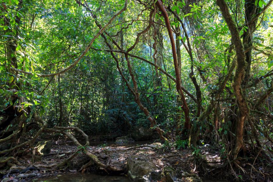 Hiking along the water streams in Khao Sok National Park