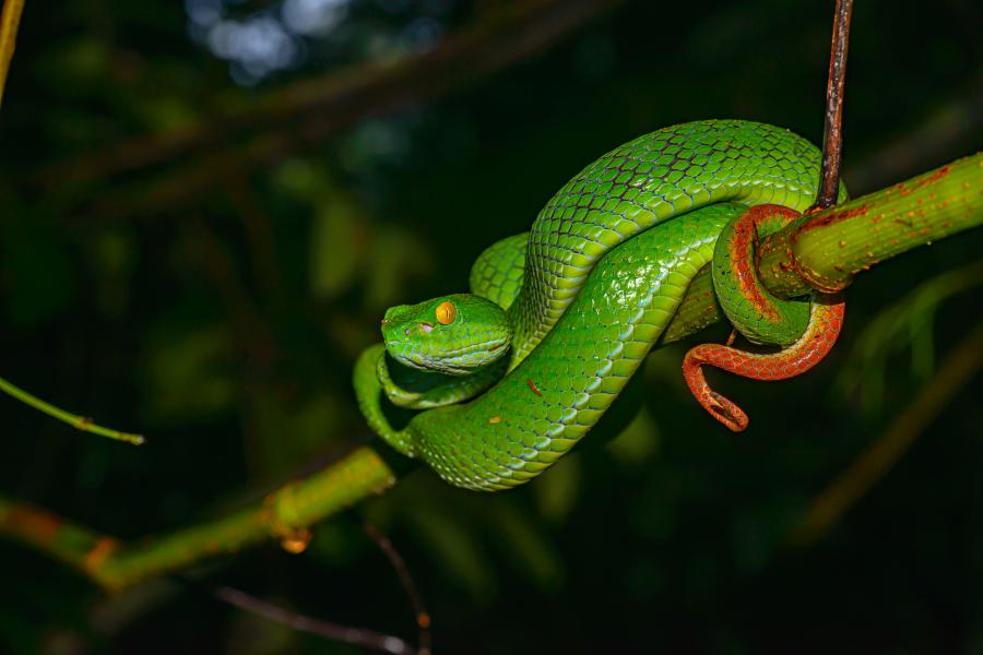 A large-eyed pit viper from Khao Yai National Park